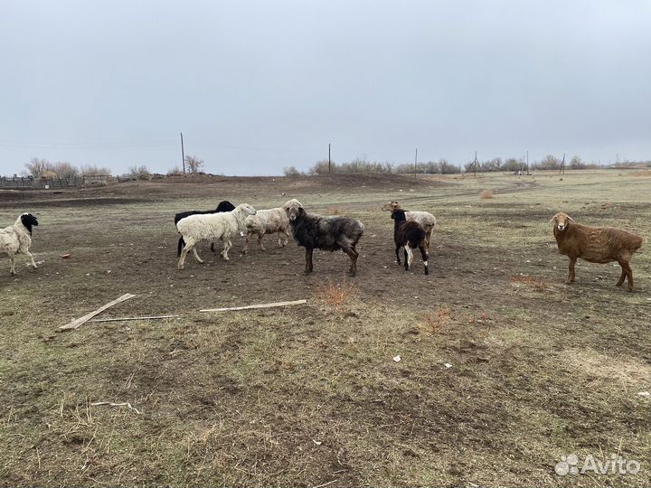 Продаю барана