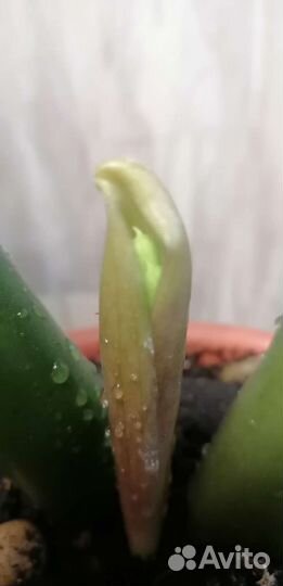 Замиокулькас