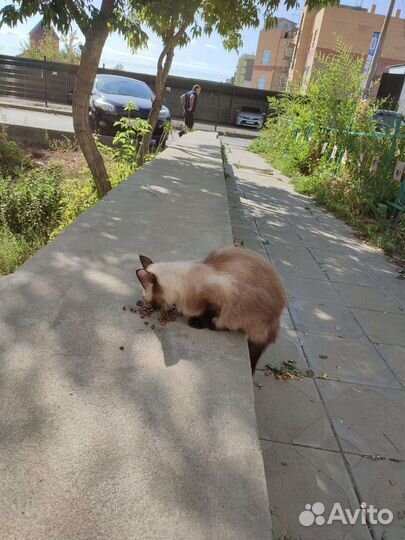 Кошка в дар бесплатно