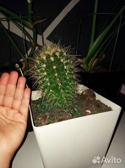 Кактусы и суккуленты