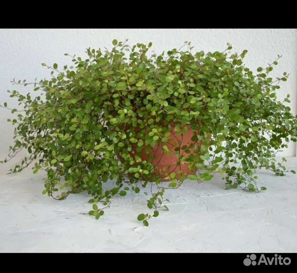 Мюленбекия, жимолость