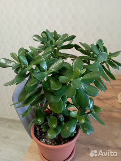 Толстянка денежное дерево