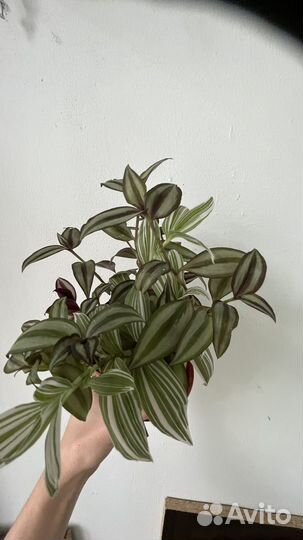 Традесканции