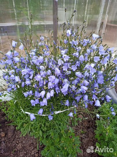 Карпатский колокольчик