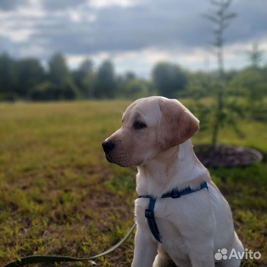 Щенки лабрадора