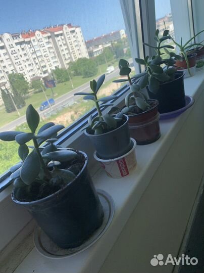 Комнатный цветок денежное дерево