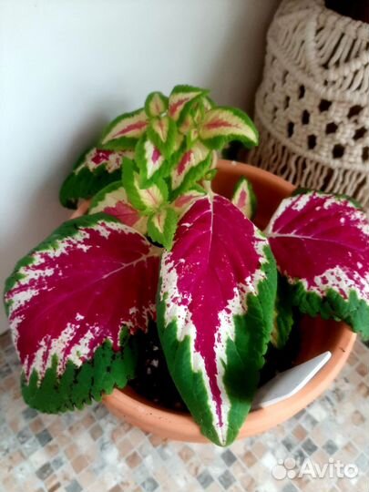 Колеус 10 сортов