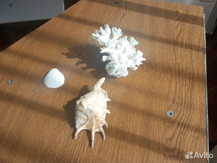 Коралл, рапан для аквариума