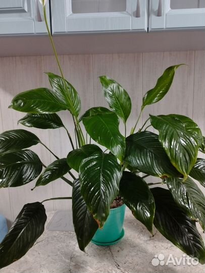 Спатифиллум