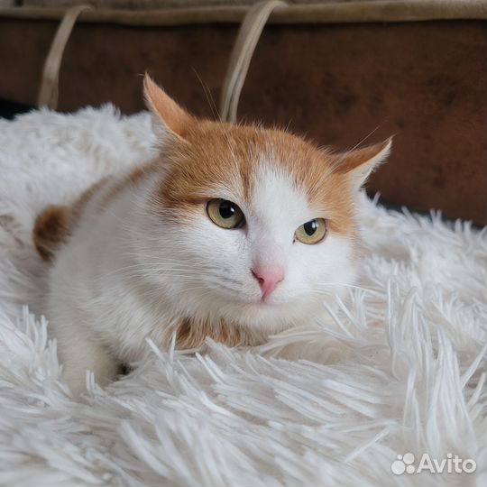 Котики в добрые руки