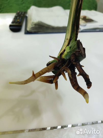 Монстера веригатная