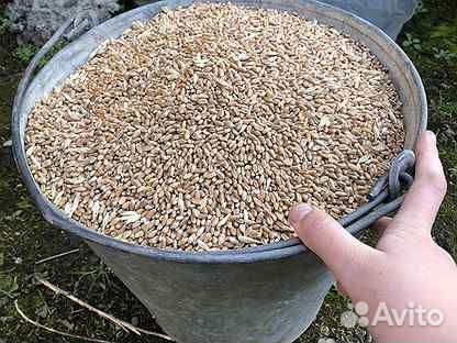 Пшеница яровая