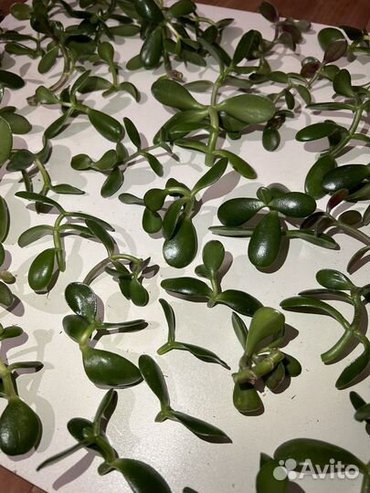 Черенки - Крассула Овата Денежное дерево Толстянка