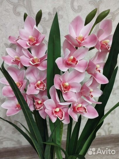 Цимбидиум (орхидея)