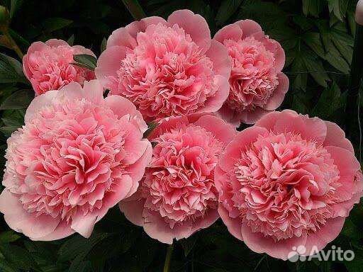 Пион этчед Салмон