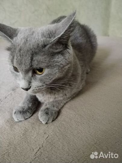 Кошка в дар бесплатно