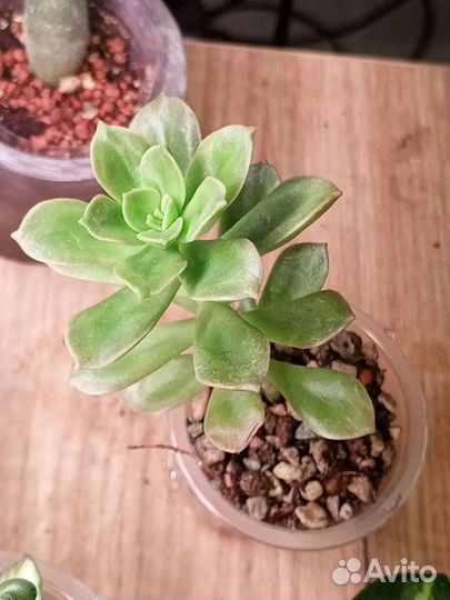 Крестовник, хойя Публикалис, Пеперомия простата