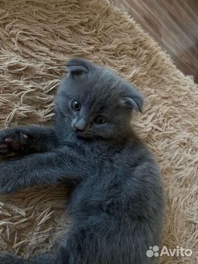 Шотландский кот