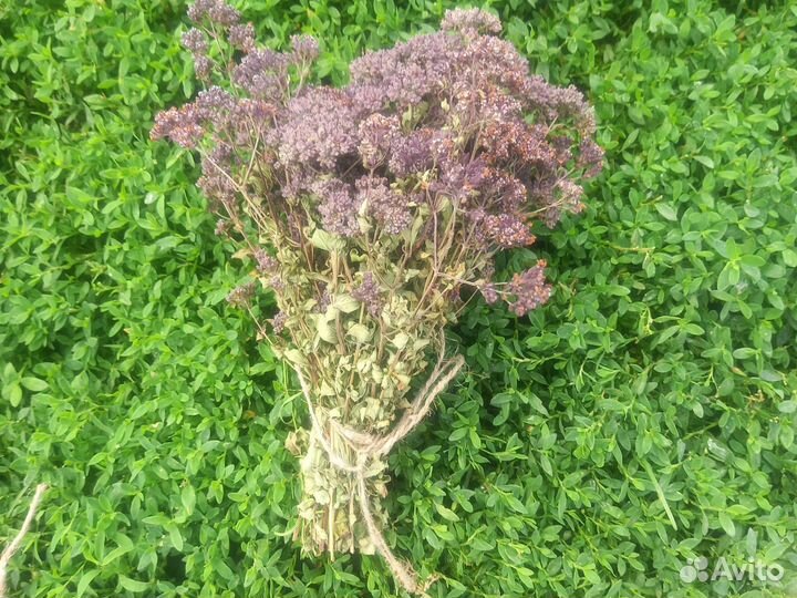 Душица, зверобой, клевер