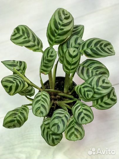 Калатея Бурле Маркс