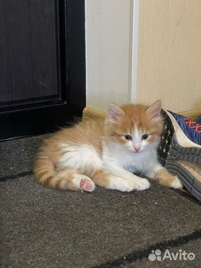 Пушистый рыжий котенок мальчик