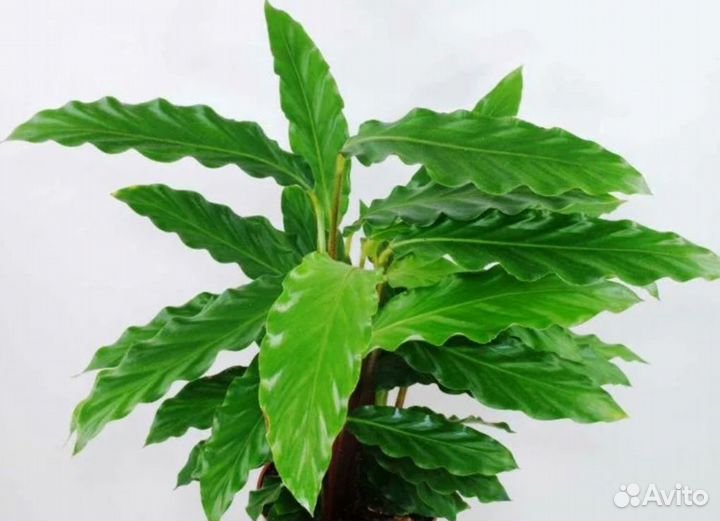 Комнатные растения цветы