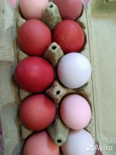 Инкубационное яйцо кур