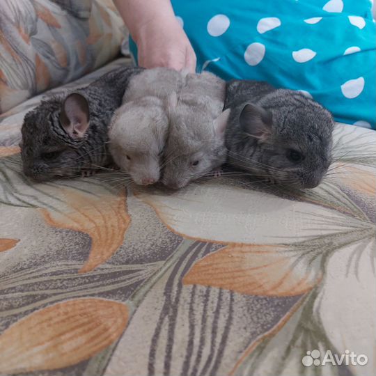 Шиншилла