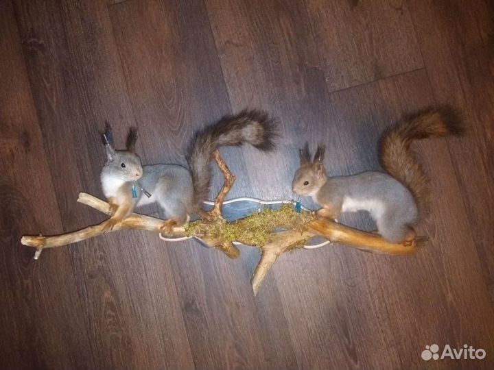 Чучело белок