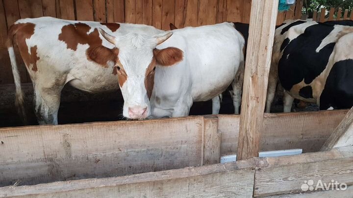 Телка 1.5 года