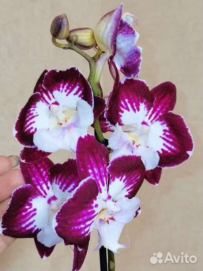 Орхидея