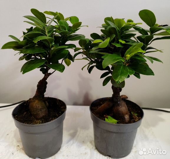 Фикус гинсенг