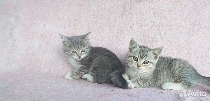 Красивые котята в добрые руки