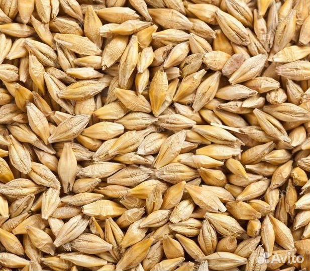 Зерно пшеница