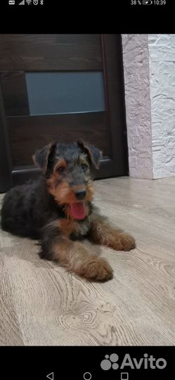 Эрдельтерьер