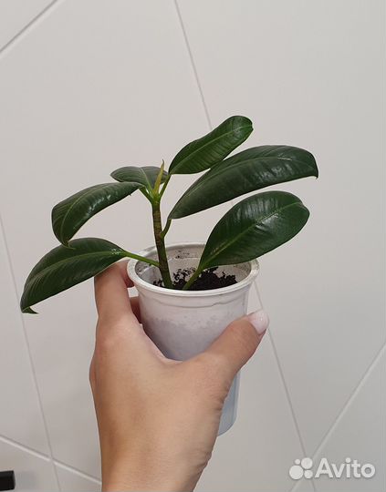 Фикус Мелани