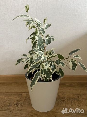 Фикус бенджамина