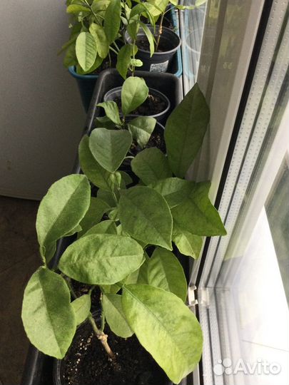 Цитрусы (саженцы) и прививки