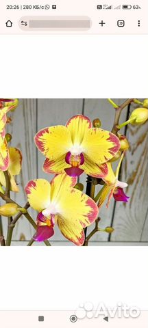 Орхидея фаленопсис Попугай