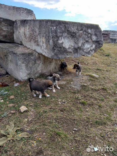 Щенята в добрые руки