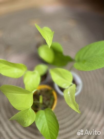 Сциндапсус неон