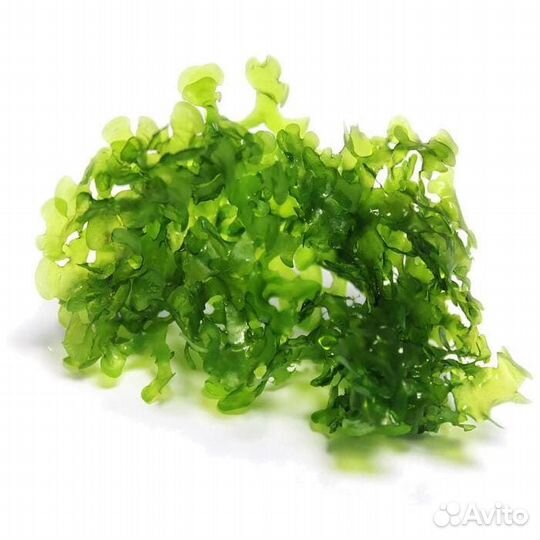 Мох Ломариопсис