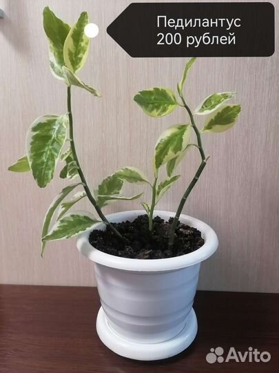 Педилантус