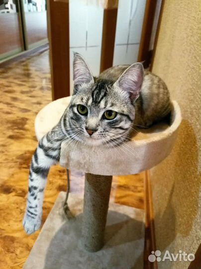 Отдам кота в добрые руки