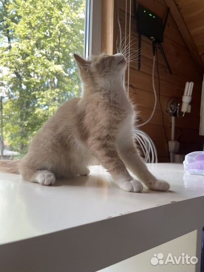 Рыжий котенок