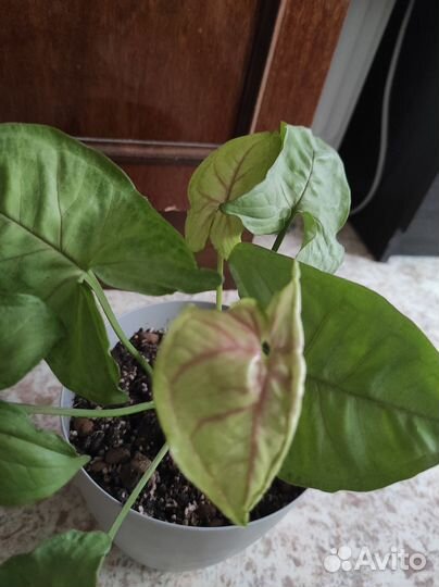 Сансевиерия Футура,Комнатные растения