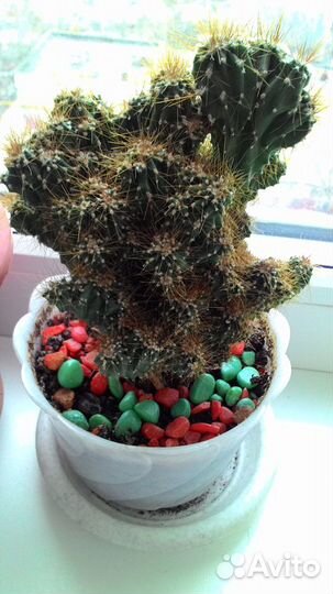 Растение кактус