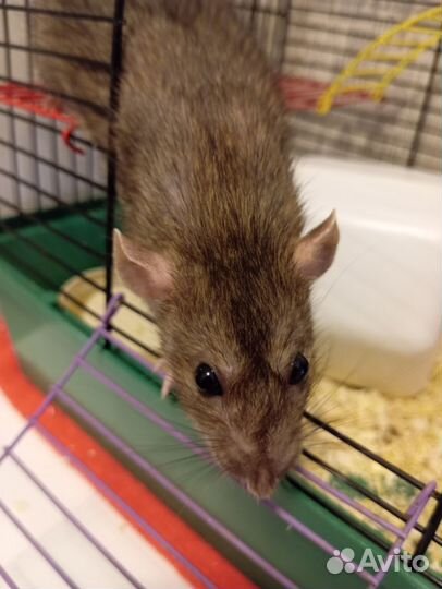 Крыса с клеткой в добрые руки