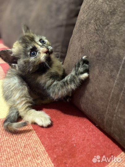 Шотланские котята