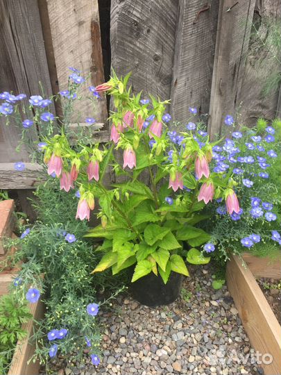 Колокольчики для сада,многолетние